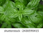 Small photo of green basil leaf texture as a background, basil leaves closeup, green background basil leaf texture, growing basil in the garden, sustainable development in food