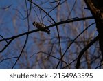 A Downy Woodpecker Sits On A...