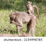 Wild Chacma Baboons In Kruger...