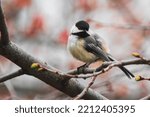 Small photo of Chappy the Chickadee. Black Capped Chickadee (Poecile atricapillus). He sits, he cheeps, he chirps, and other bird activities. Horizontal, landscape, background