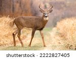 Small photo of The Sacred Stoicism of the Stag Large Whitetail Deer crosses a path, it takes a moment to look you in the eye and show you impressive, symmetrical antlers