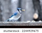 Small photo of Deep Blue Jay (Cyanocitta cristata) pilfering peanuts from your backyard. Cool, cold temperatures, a bird in winter. Landscape, horizontal, background Minnesota