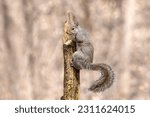 Small photo of Caught Pilfering anothers stash. Gray Squirrels (Sciurus carolinensis) are well known to stash food put out at feeders, to save for another day. One wonders how often another squirrel finds the cache