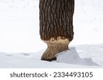 Small photo of Beaver Chew, a trunk of a thick tree in winter gnawed to a narrow point. Remnants of beaver activity in cold winter, preparation for creating a dam