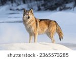 Gray wolf  canis lupus  at day...