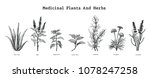 medicinal plants and herbs hand ... | Shutterstock .eps vector #1078247258