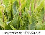 Canna Leaves Background Or...