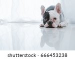 French bulldog dog lying on the floor looking sad
