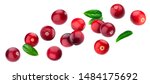 Cranberry isolated on white background with clipping path, berry collection, fresh falling cranberries with leaves