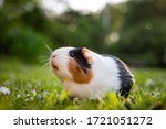 Guinea Pig In A Meadow