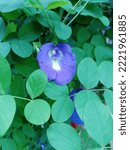 Blue Purple Flower That Has...