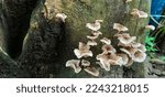 Fungus On Rotting Wood  Small...