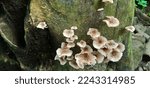Fungus On Rotting Wood  Small...
