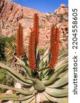 Flowering Cape Aloes  Aloe...