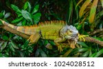 Green Iguana  Also Known As...