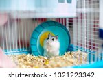 Light Hamster In A Caged Wheel