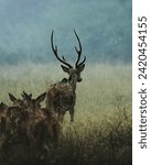 Small photo of When cautiously inspecting its vicinity, the chital stands motionless and listens with rapt attention, facing the potential danger, if any. This stance may be adopted by nearby individuals, as well