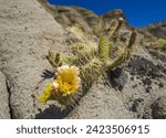 Small photo of yellow Claret Cup Cactus in bloom