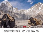 Small photo of Yaks returning from the Everest Basecamp after delivering their cargo