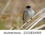 Small photo of The Eurasian blackcap (Sylvia atricapilla), usually known simply as the blackcap, is a common and widespread typical warbler