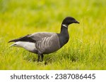 Small photo of The brant or brent goose (Branta bernicla) is a small goose of the genus Branta. There are three subspecies, all of which winter along temperate-zone sea-coasts and breed on the high-Arctic tundra.