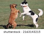 Small photo of Two dogs fight playing whilst standing on their hindpaws