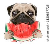 Funny Pug Dog Eating Watermelon ...