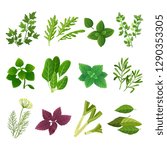 herbs and spices. oregano green ... | Shutterstock .eps vector #1290353305