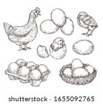 Chicken Sketch. Healthy Natural ...