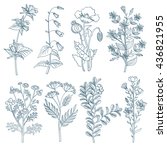 herbs wild flowers botanical... | Shutterstock .eps vector #436821955