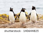 Rockhopper Penguins walking uphill