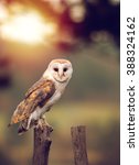 A Beautiful Barn Owl  Tyto Alba ...
