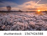 Frosted Heather In Winter ...