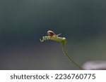 Small photo of Snails like garden plants as food and non-native snails can wreak havoc on the local ecosystem if released