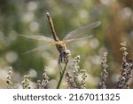Yellow Dragonfly On Branch With ...
