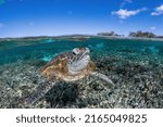 Turtle in a shallow lagoon on Lady Elliot Island in Queensland Australia.