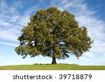 A Large Old Oak Tree With...