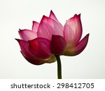 Lotus Flower And Lotus Flower...
