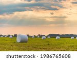 Haylage Bales Wrapped In White...