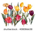 Colorful Tulips  Isolated On...