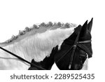 Horses with braids, plaits in mane, isolated close up black and white 