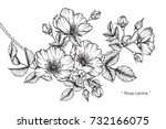 hand drawing and sketch rosa... | Shutterstock .eps vector #732166075