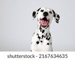 Cute dalmatian dog studio shot...