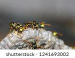 Wasps Build A Nest. Closeup Of...