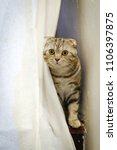 Small photo of Scottish fold cat skulk after white curtain