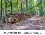 A big pile of wood in a forest road