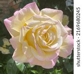 Small photo of It is a light yellow coloured rose with a beautiful combo of baby pink rim with a full youthful blossom of its astounding beauty, I could share on this photo. The sunny day makes it more brighter.