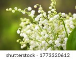 Lily Of The Valley Flowers....