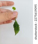 Small photo of Wild Green Peria Hutan, Momordica balsamina Held by Hand with White Background