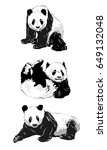 Panda, Giant, Black And White Free Stock Photo - Public Domain Pictures